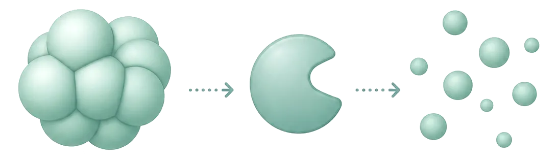 Diagram of the probiotic formula: allergen clusters are broken down by enzymes into smaller, safer particles.